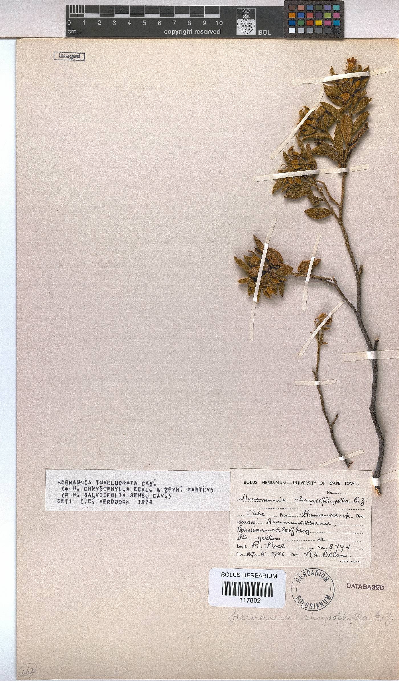 Hermannia involucrata image