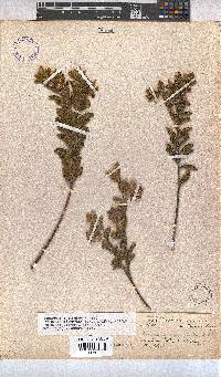 Hermannia involucrata image