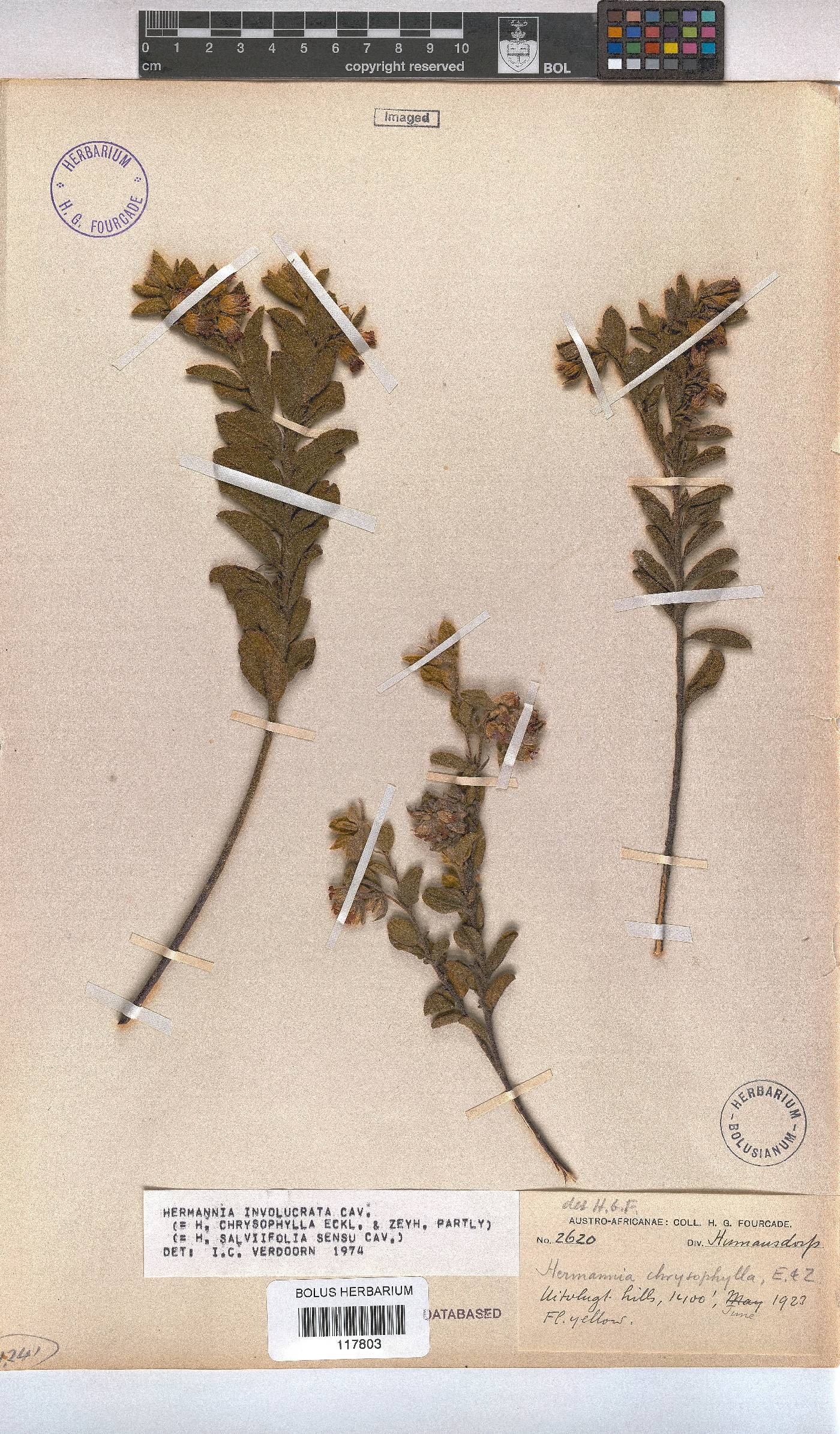 Hermannia involucrata image