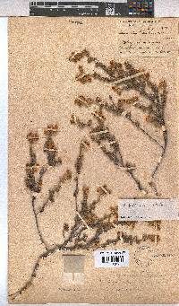 Hermannia pillansii image