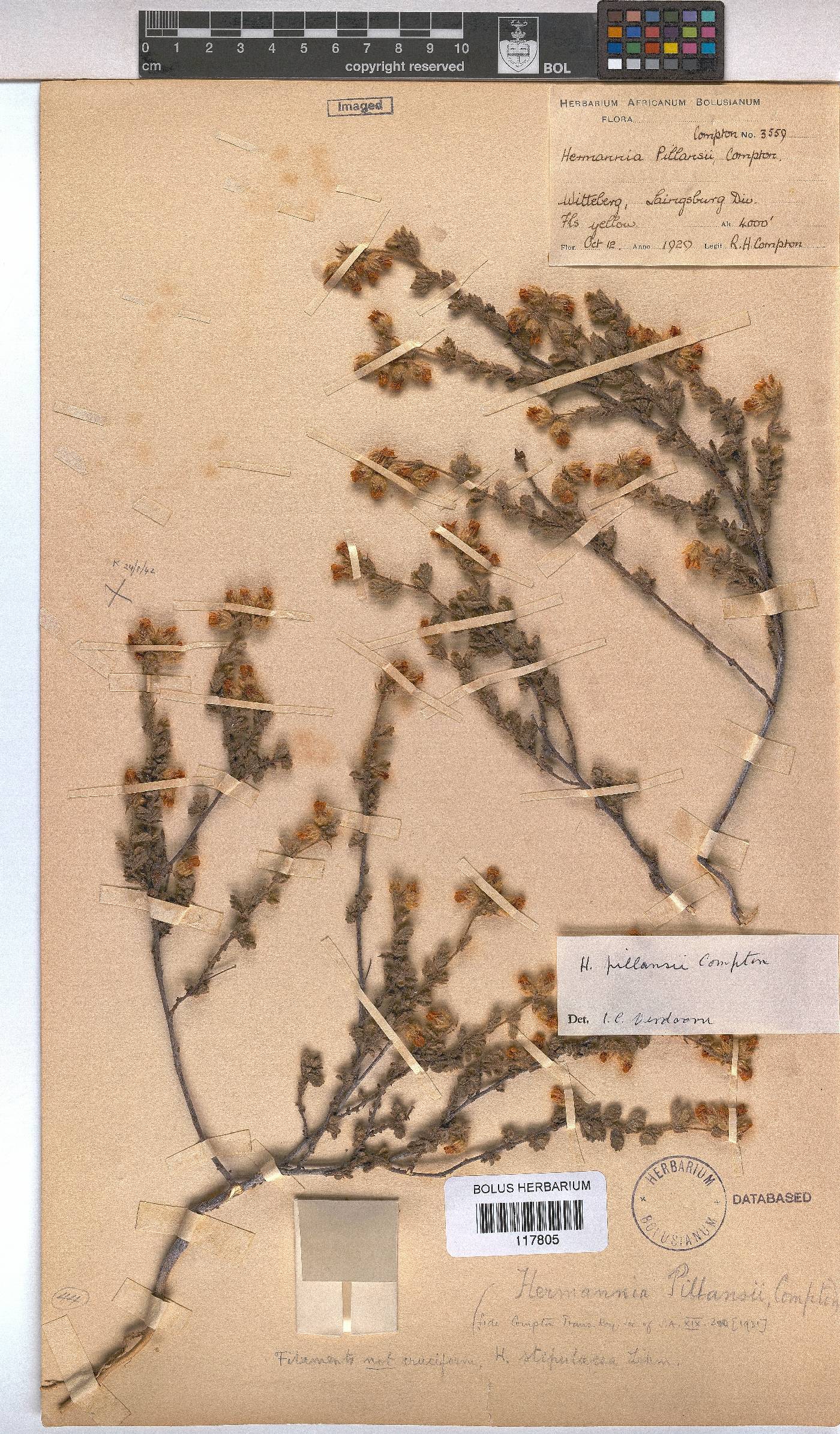 Hermannia pillansii image