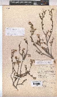Hermannia pillansii image