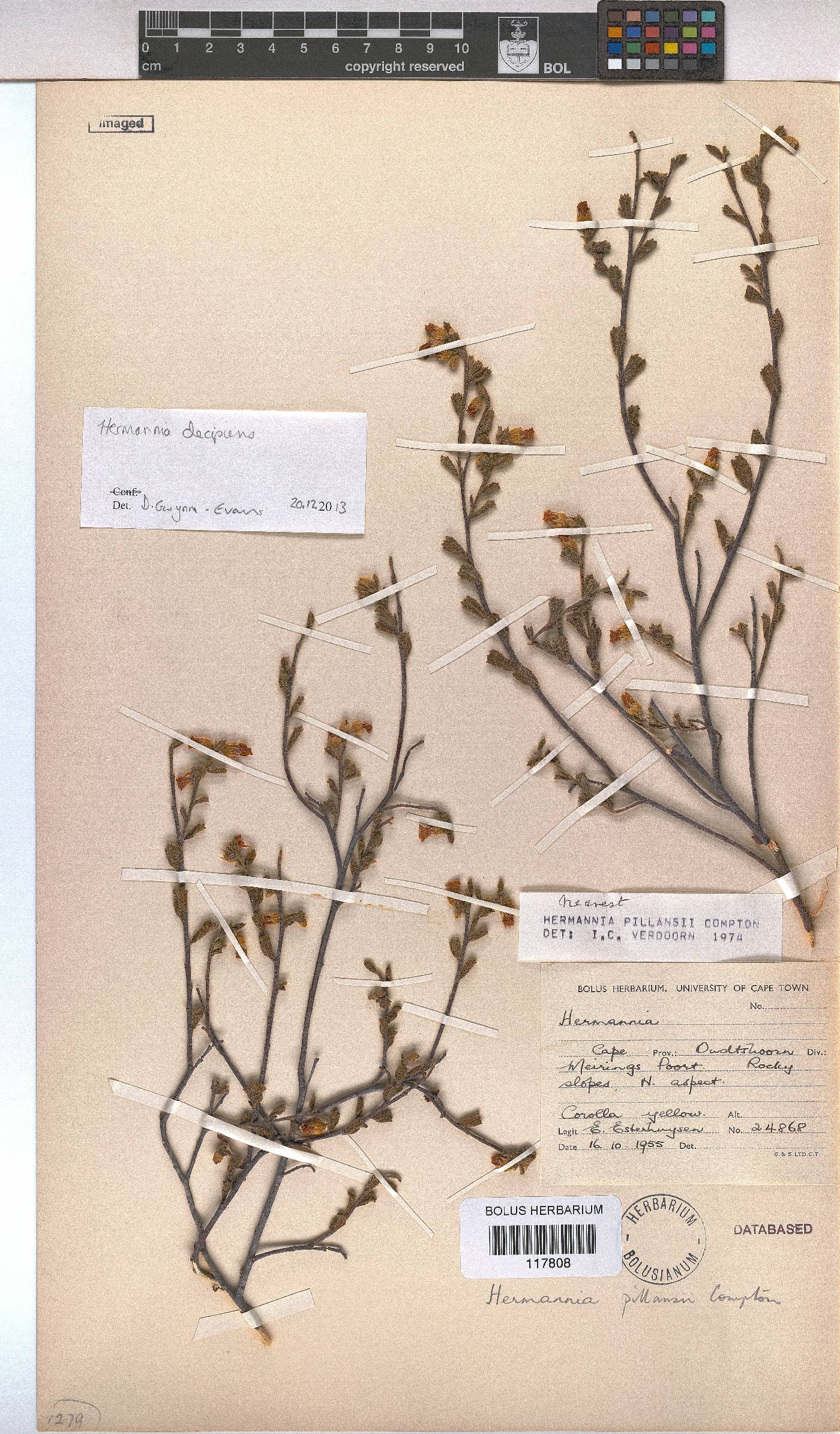 Hermannia pillansii image