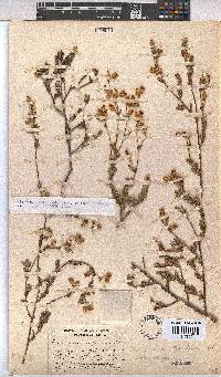 Hermannia stipulacea image