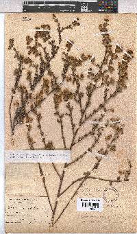 Hermannia stipulacea image