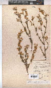 Hermannia stipulacea image