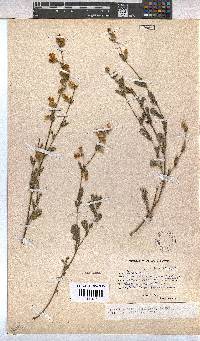 Hermannia stipulacea image