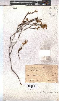 Hermannia stipulacea image