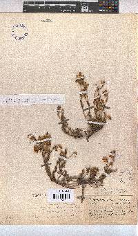 Hermannia stipulacea image