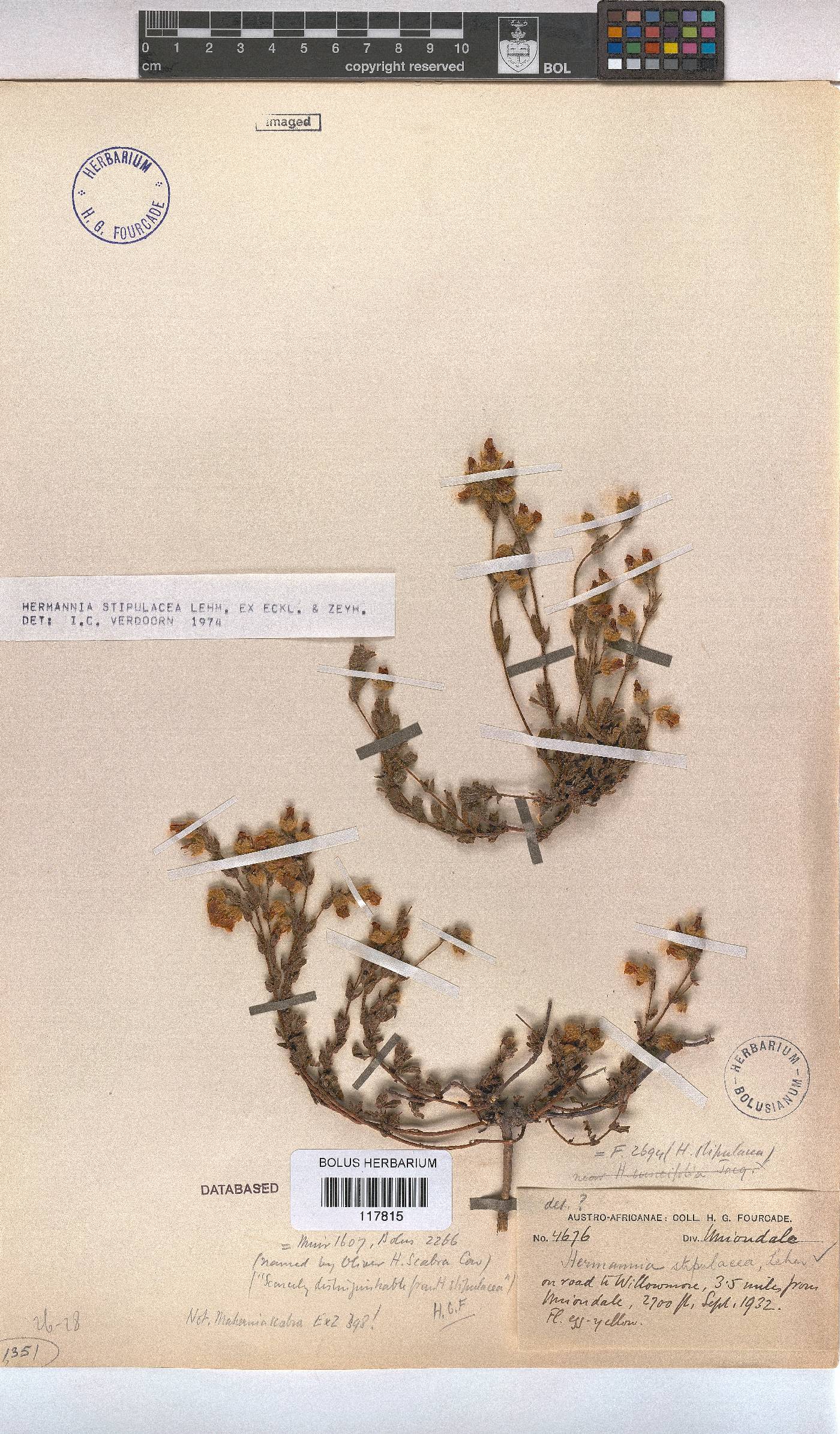 Hermannia stipulacea image