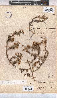 Hermannia stipulacea image