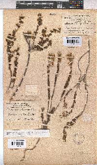 Hermannia stipulacea image