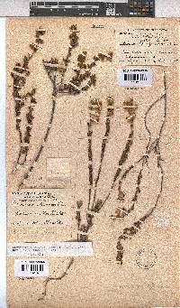 Hermannia stipulacea image