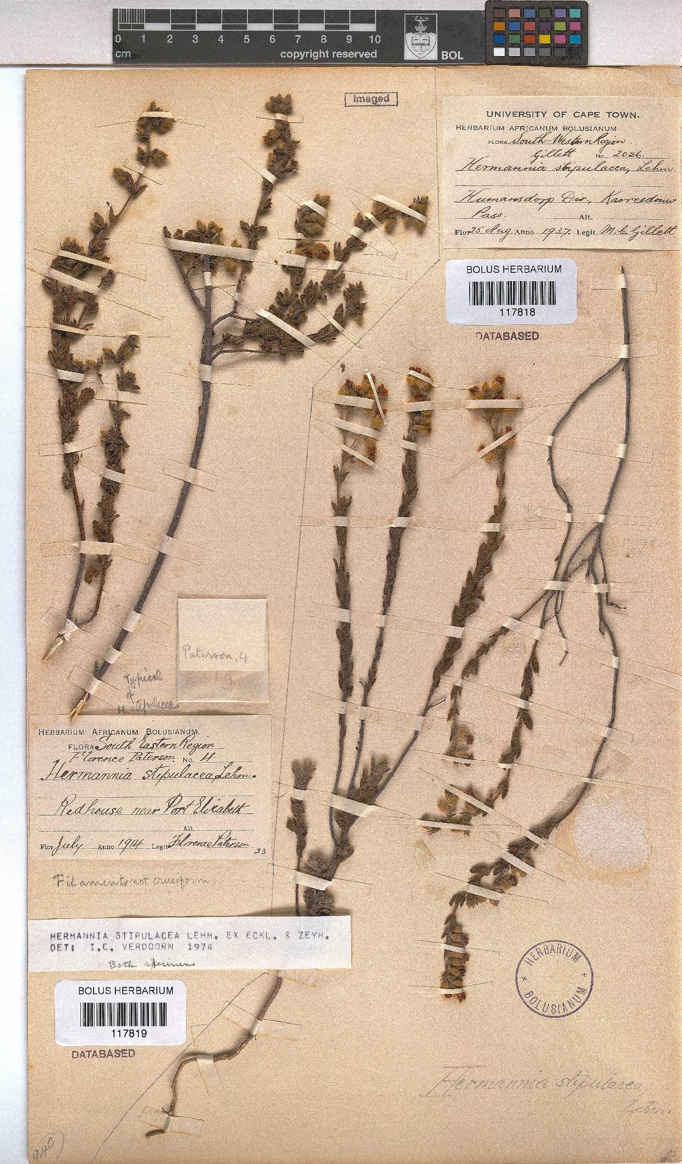Hermannia stipulacea image