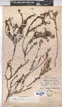 Hermannia stipulacea image