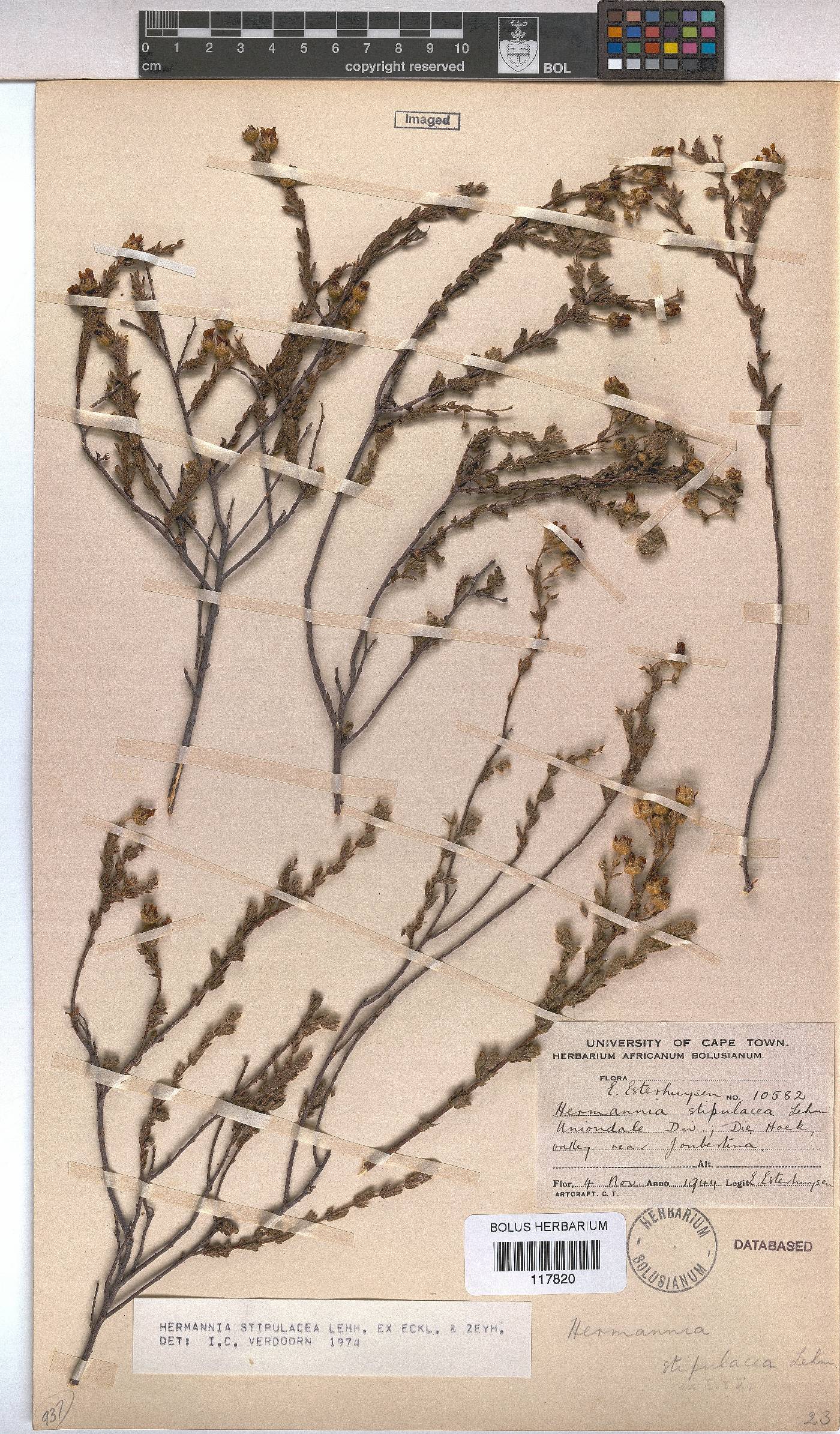Hermannia stipulacea image