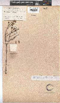 Hermannia stipulacea image