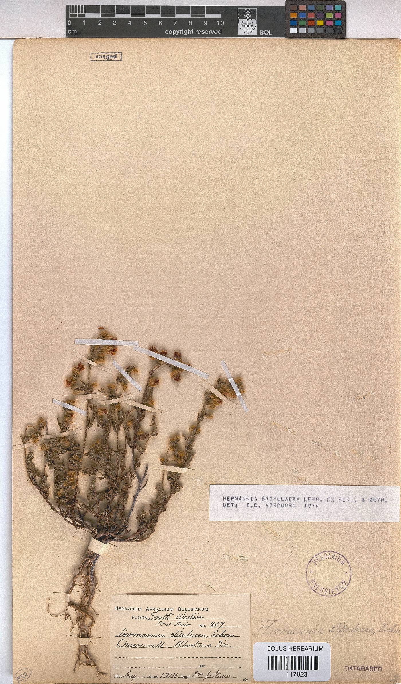 Hermannia stipulacea image