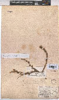 Hermannia stipulacea image