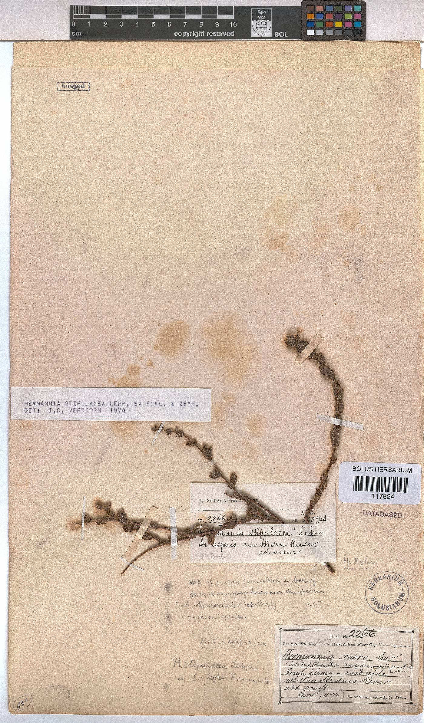Hermannia stipulacea image