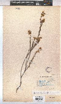 Hermannia stipulacea image