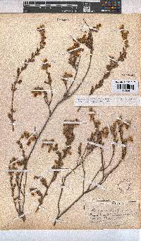 Hermannia stipulacea image