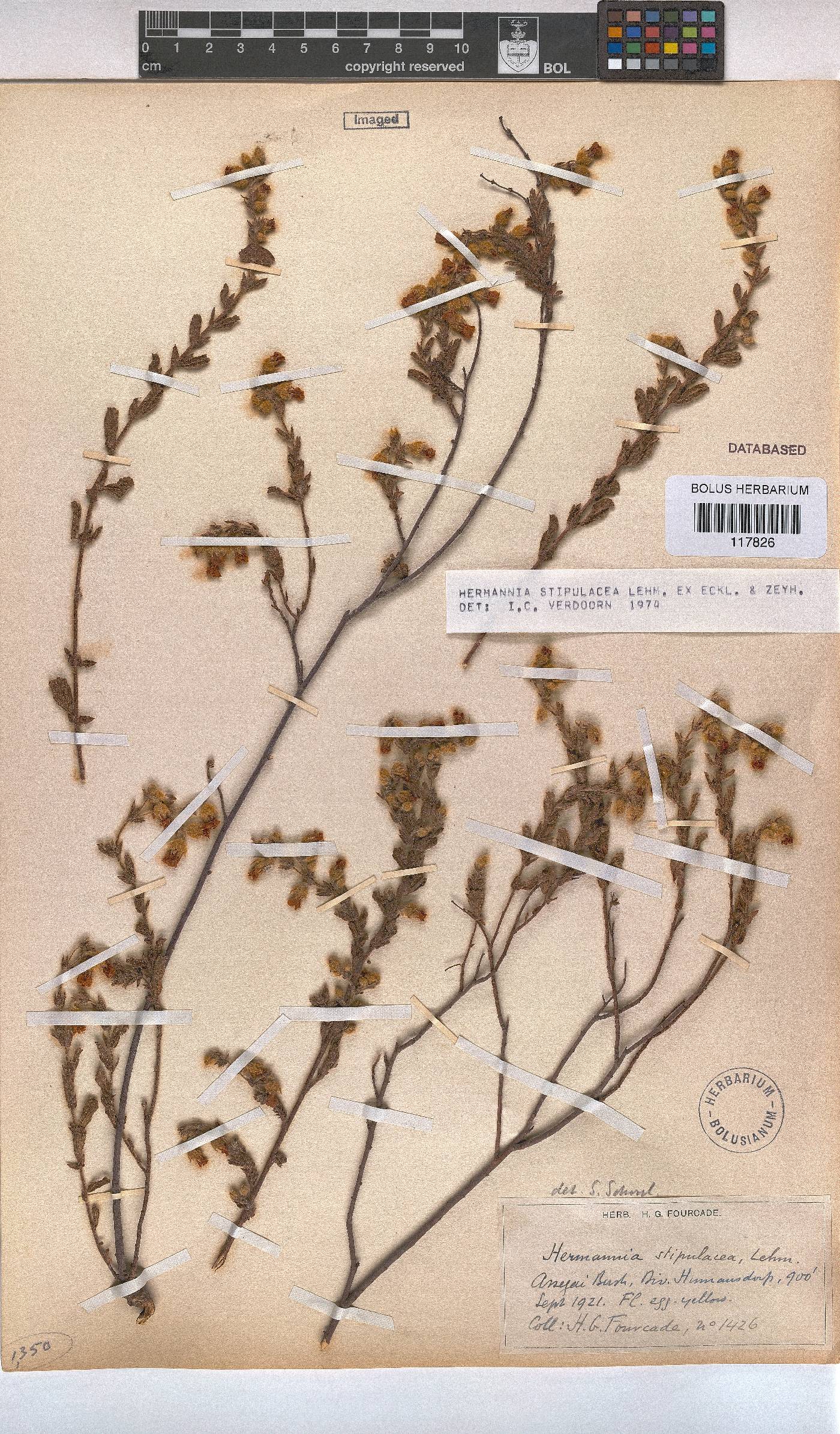 Hermannia stipulacea image