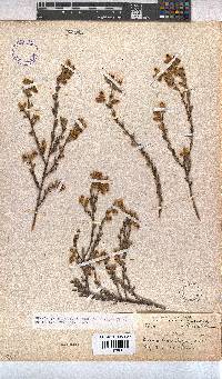Hermannia stipulacea image