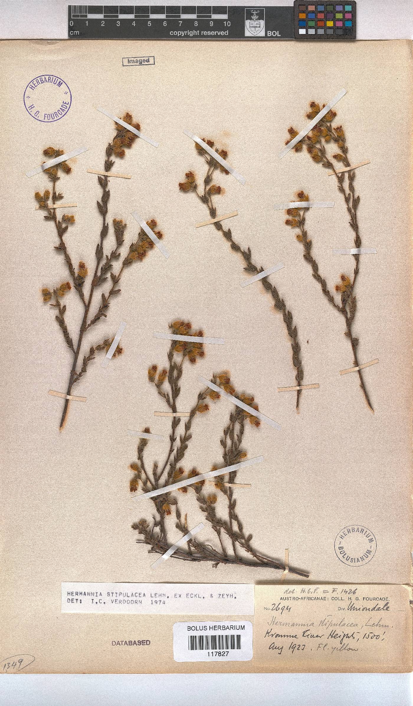 Hermannia stipulacea image