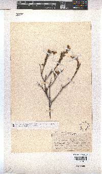Hermannia stipulacea image