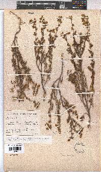 Hermannia stipulacea image