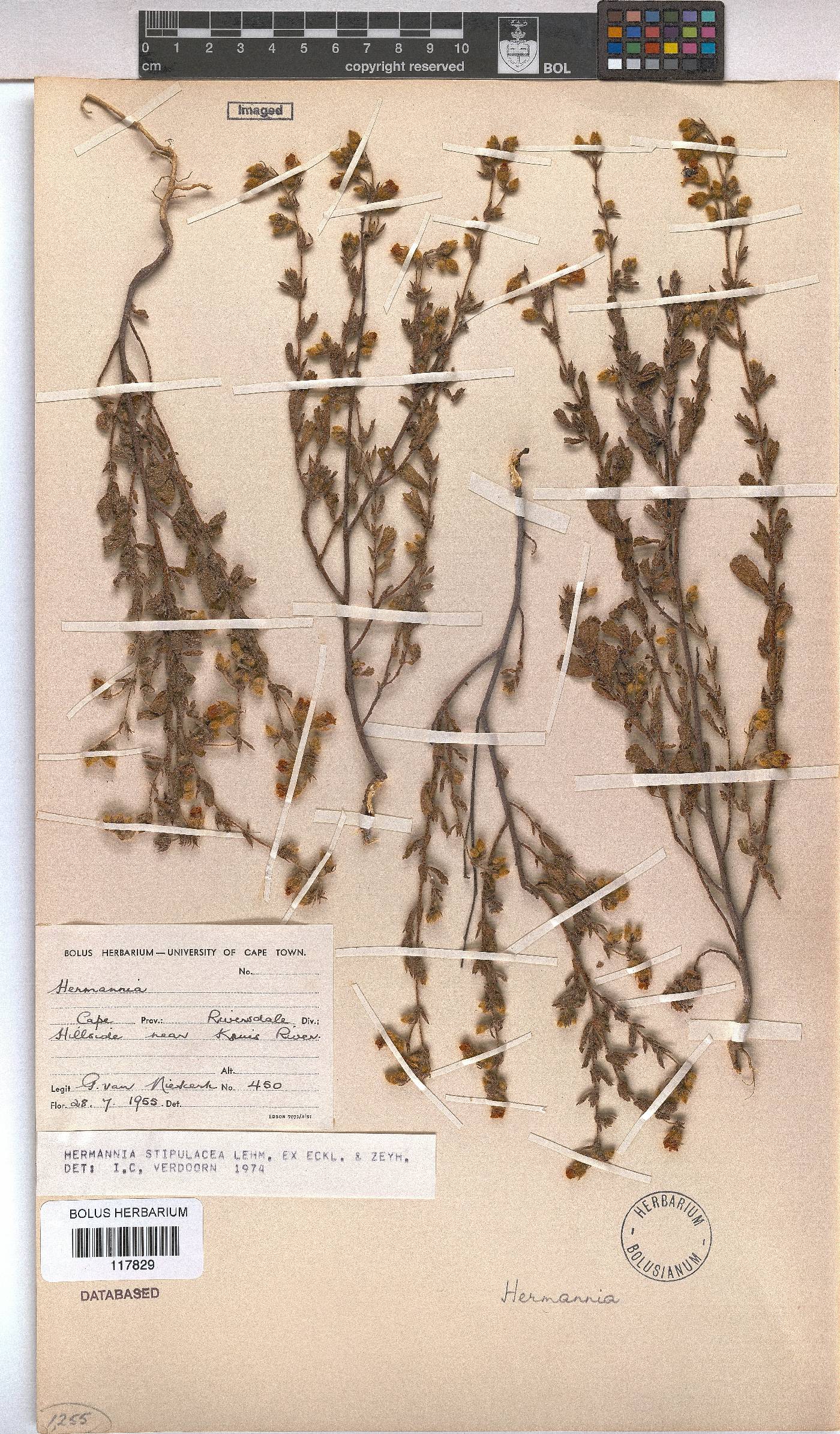 Hermannia stipulacea image