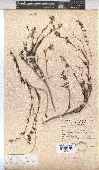 Hermannia filifolia image