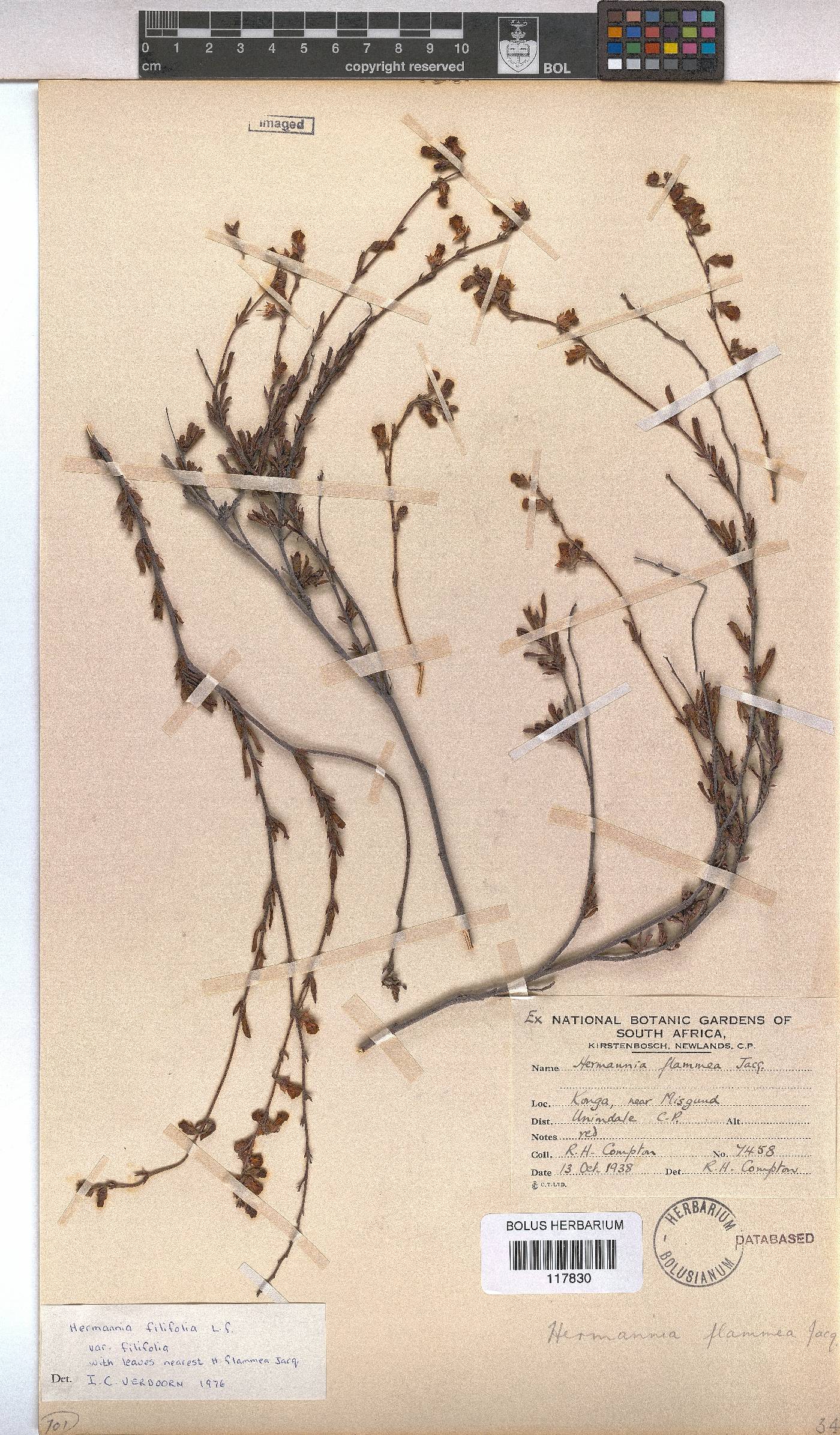 Hermannia filifolia var. filifolia image