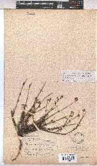 Hermannia filifolia image
