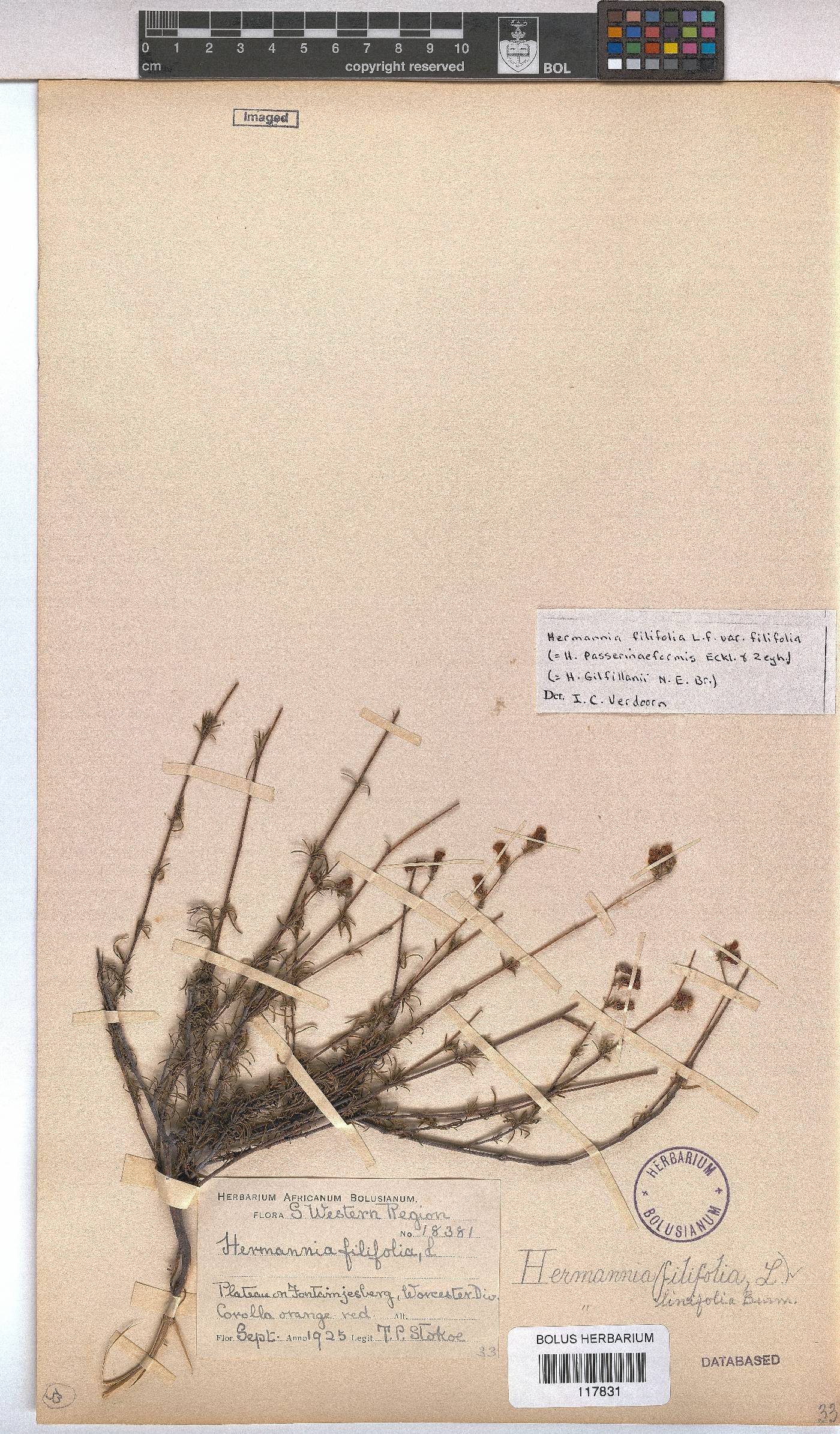 Hermannia filifolia var. filifolia image