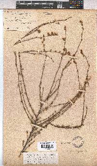 Hermannia filifolia image