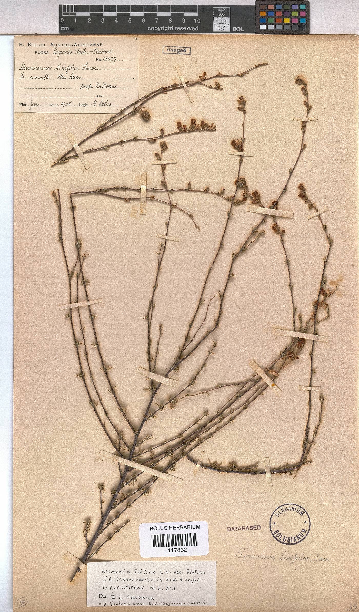 Hermannia filifolia var. filifolia image