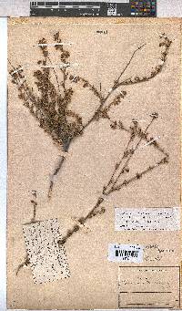 Hermannia filifolia image