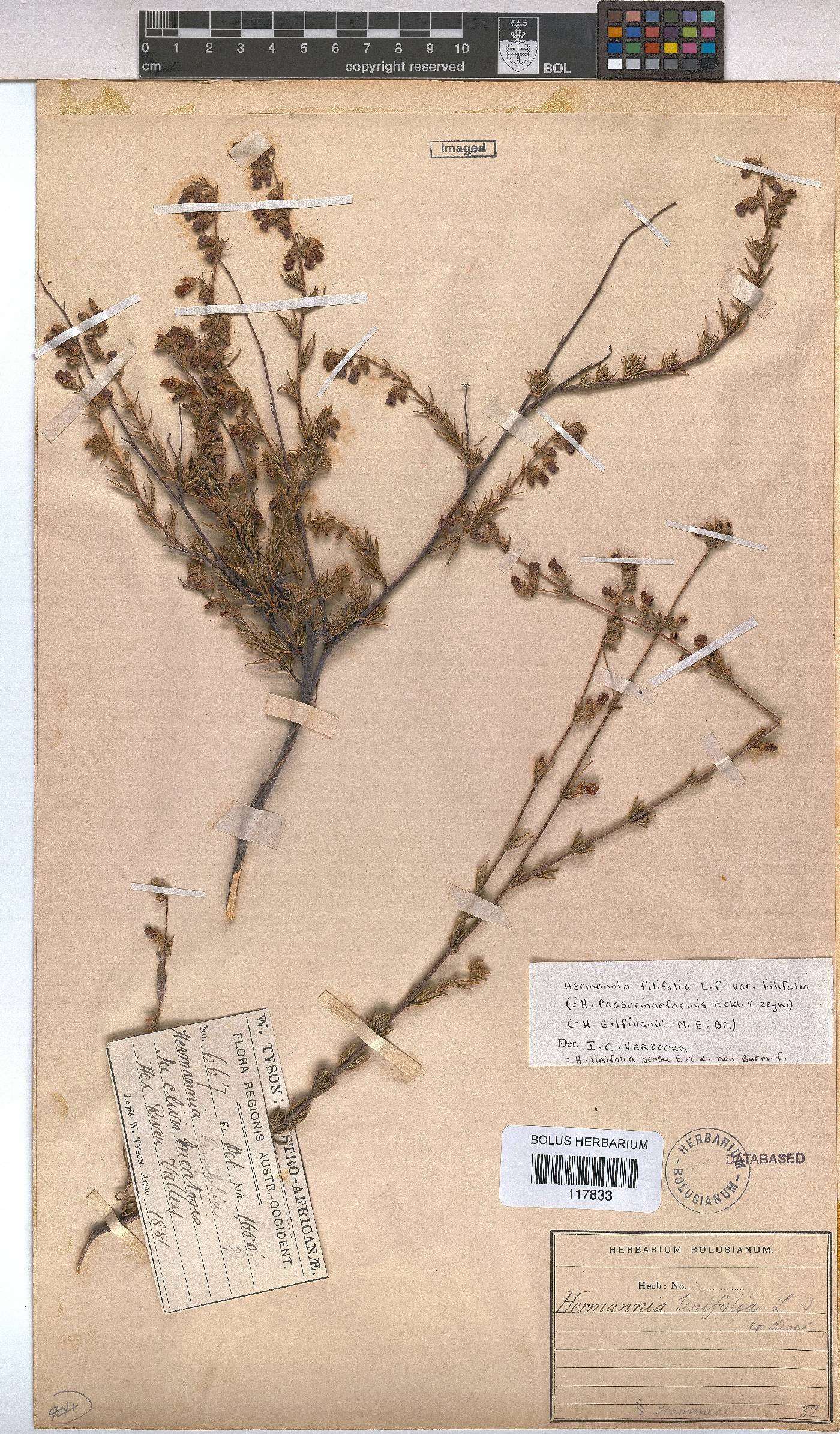 Hermannia filifolia var. filifolia image