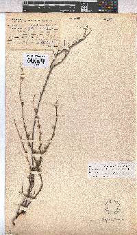 Hermannia filifolia image