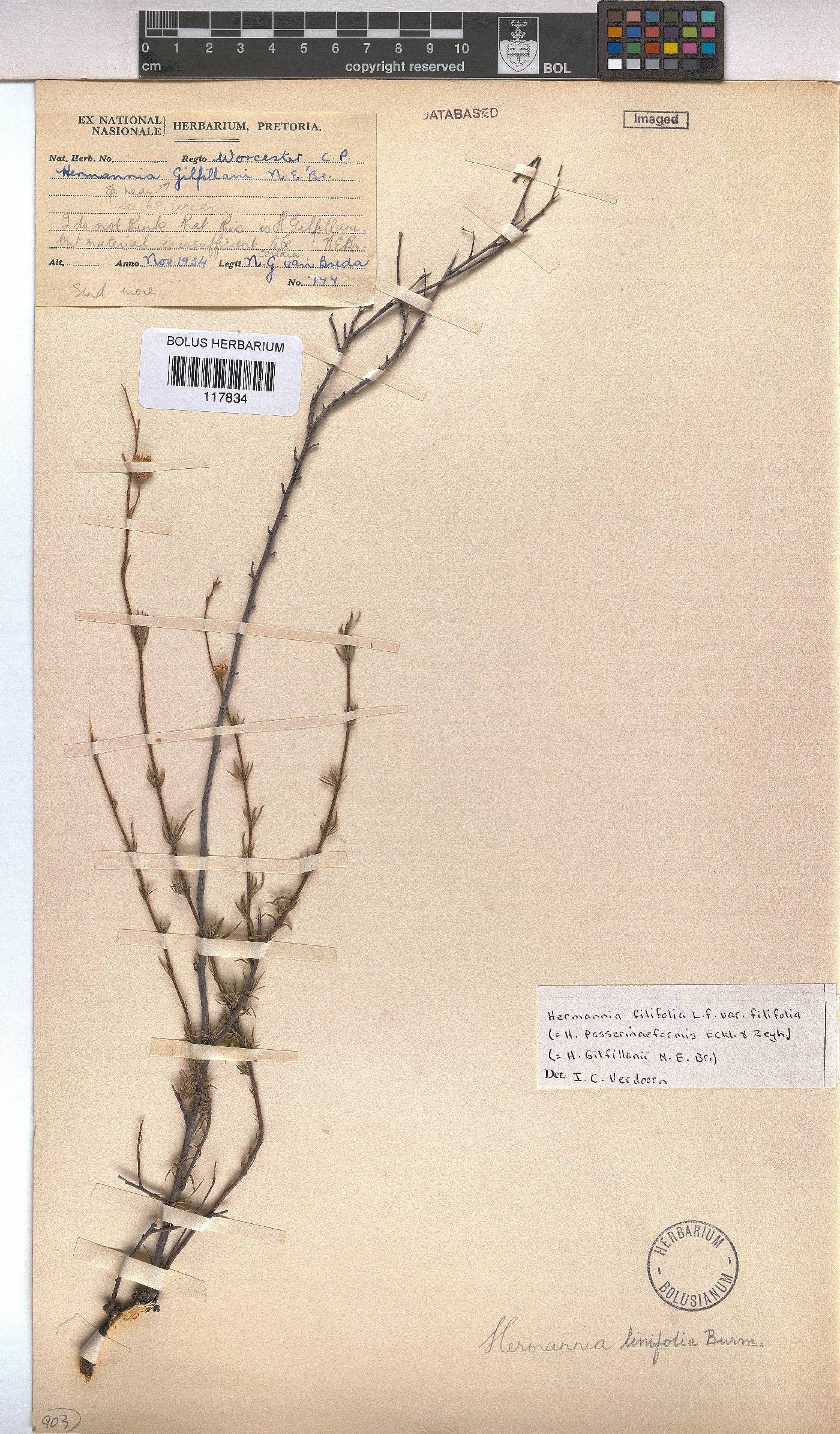 Hermannia filifolia var. filifolia image