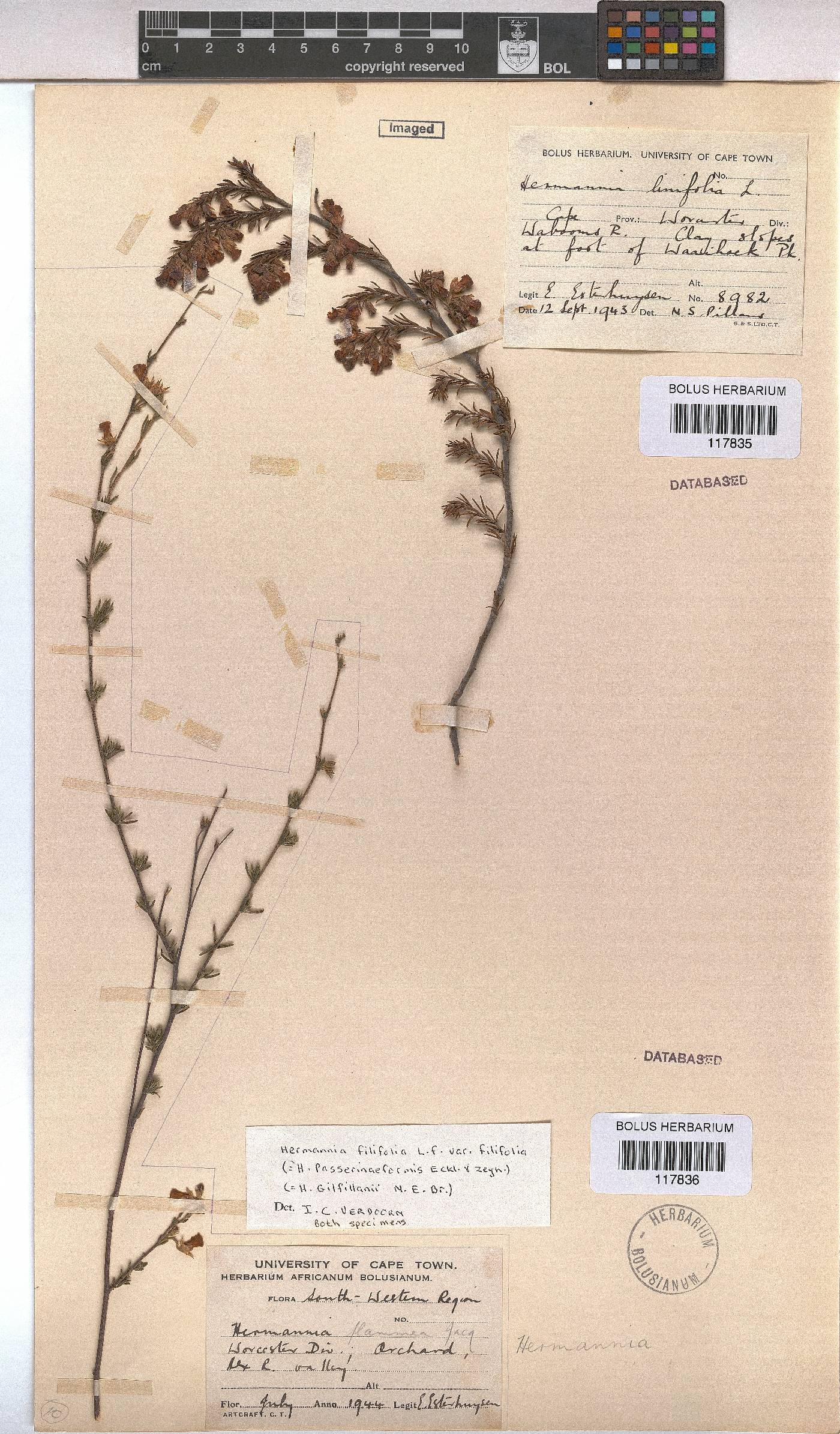 Hermannia filifolia var. filifolia image