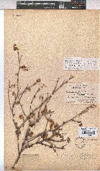 Hermannia filifolia image