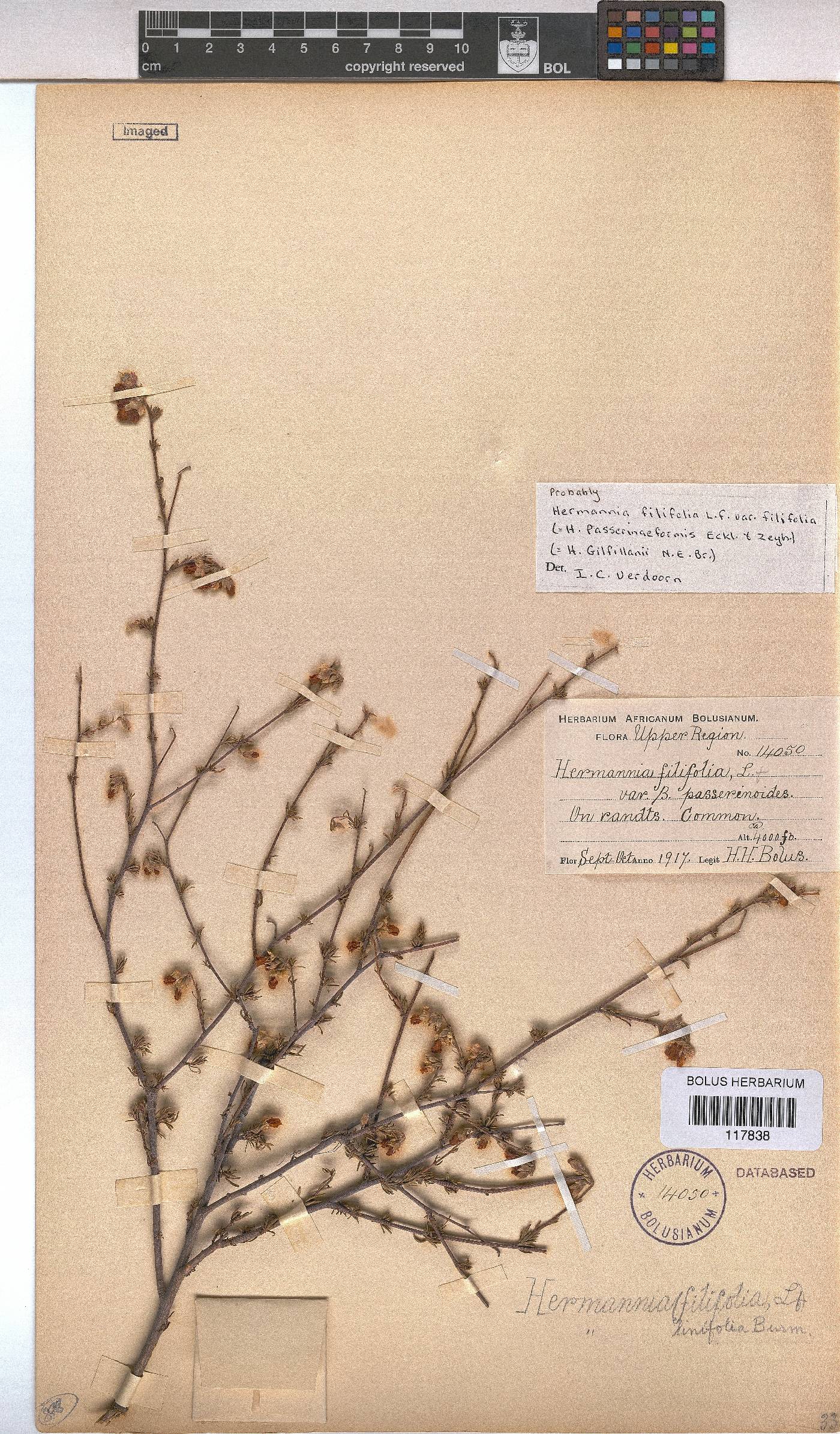 Hermannia filifolia var. filifolia image