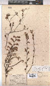 Hermannia filifolia image