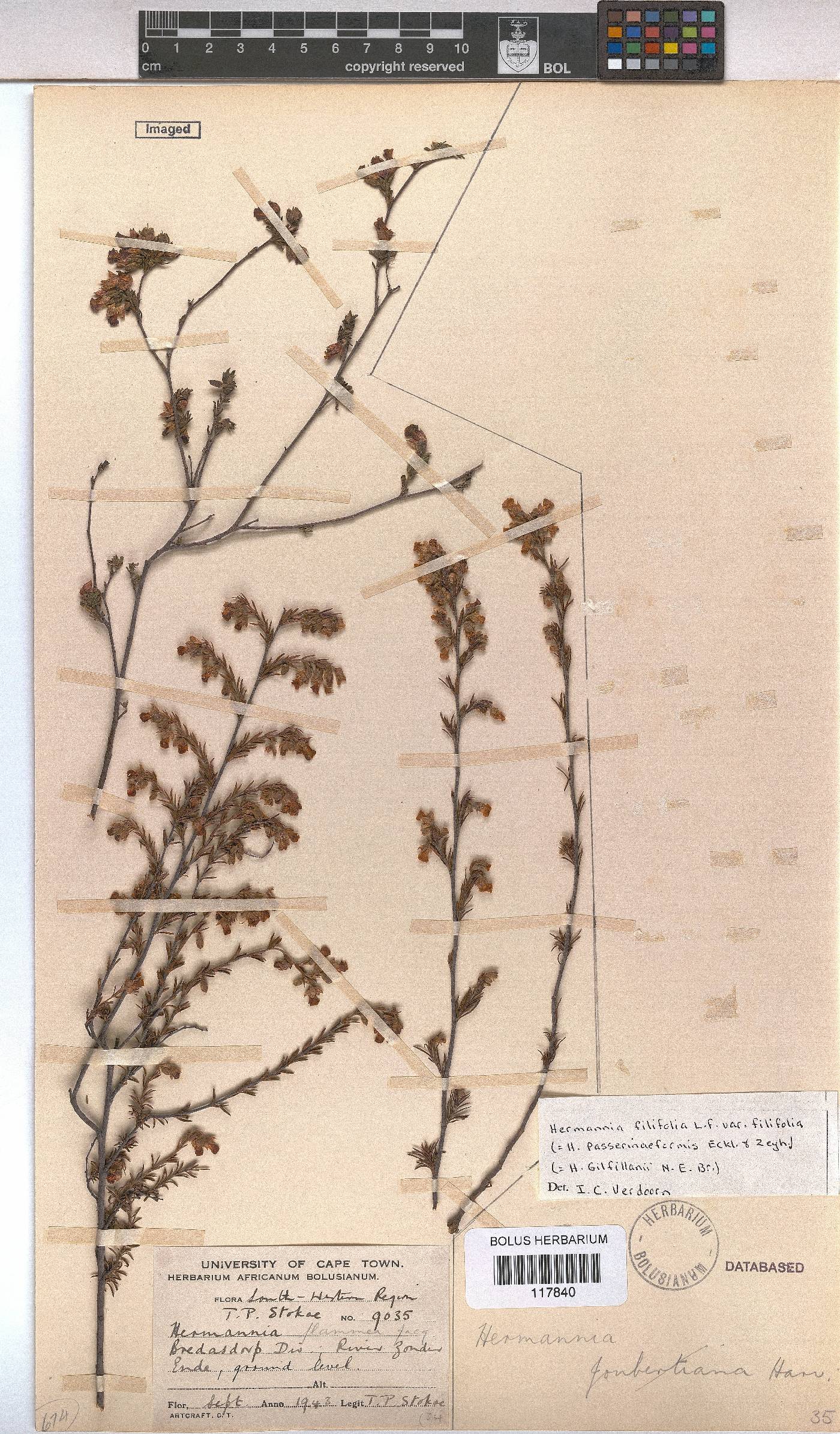 Hermannia filifolia var. filifolia image