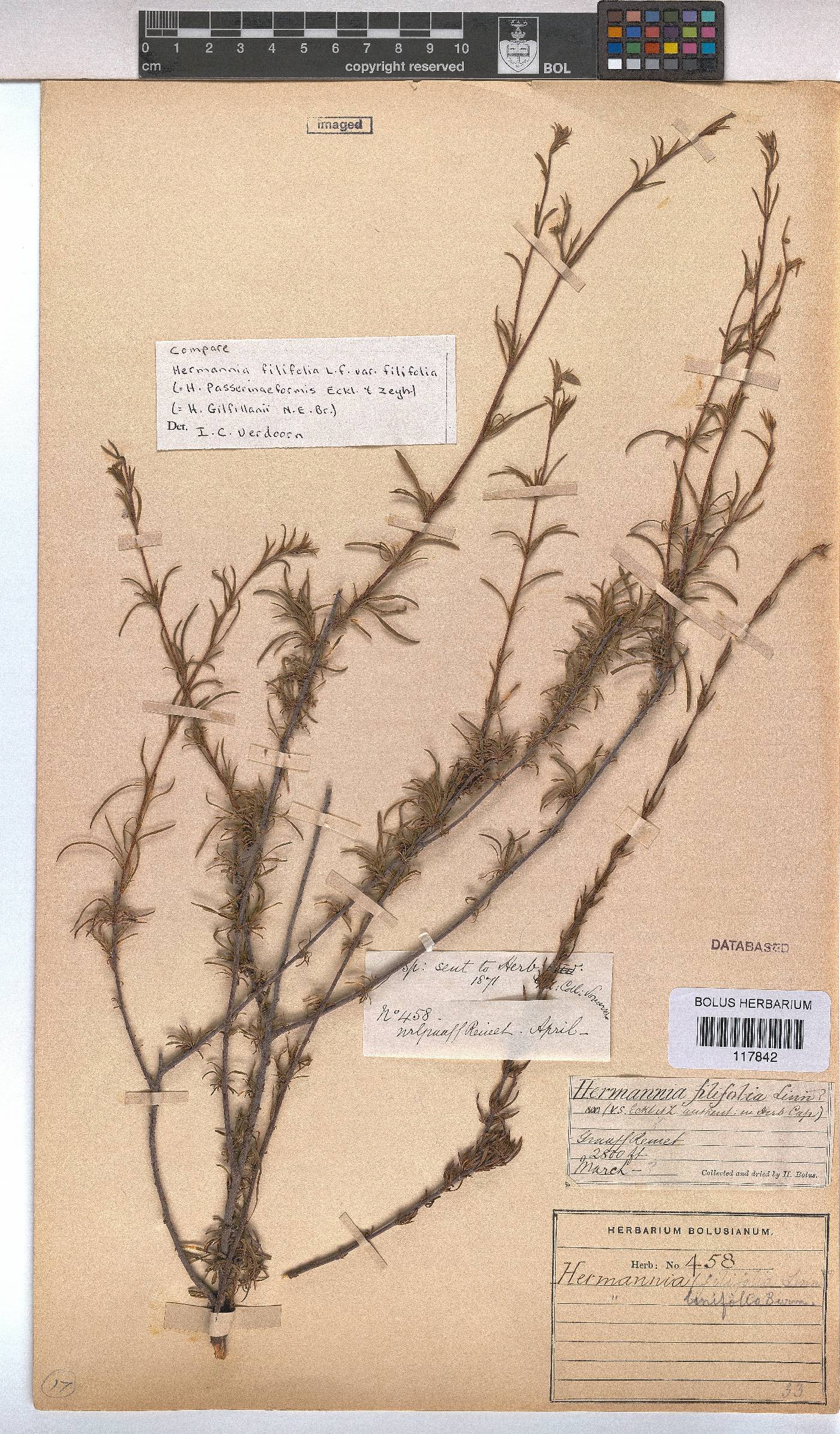 Hermannia filifolia var. filifolia image