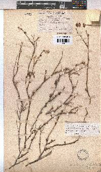 Hermannia filifolia image