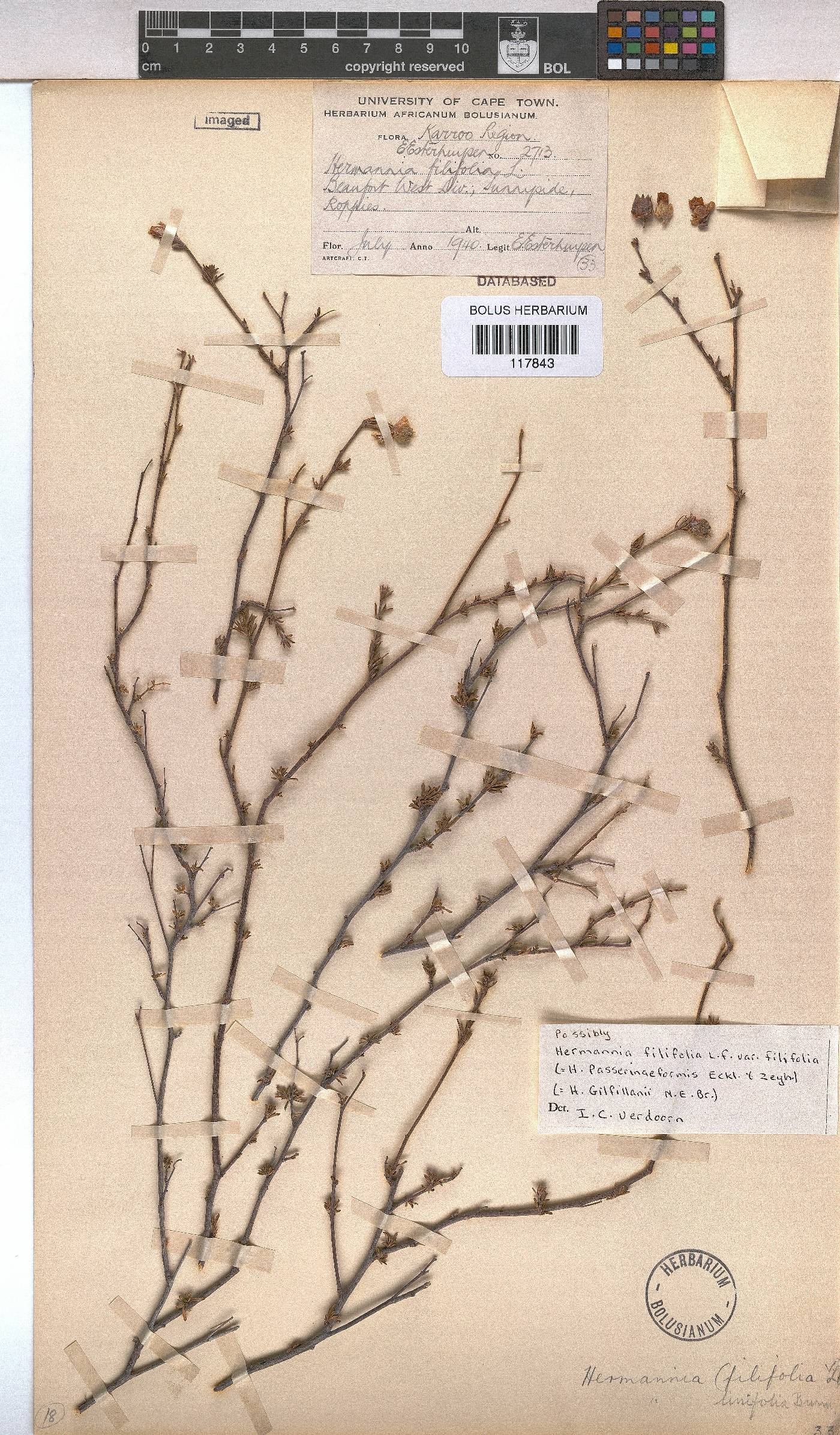 Hermannia filifolia var. filifolia image